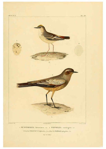 Reproducción/Reproduction 6303189792: Voyage dans l'Amérique Méridionale. v.9. Paris :Pitois-Levrault,1835-47