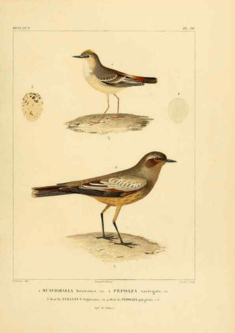 Reproducción/Reproduction 6303189792: Voyage dans l'Amérique Méridionale. v.9. Paris :Pitois-Levrault,1835-47