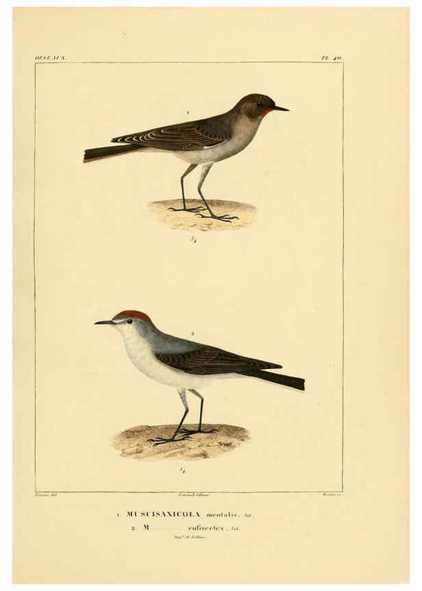 Reproducción/Reproduction 6303190102: Voyage dans l'Amérique Méridionale. v.9. Paris :Pitois-Levrault,1835-47