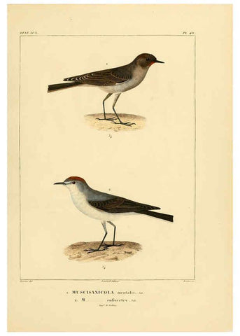 Reproducción/Reproduction 6303190102: Voyage dans l'Amérique Méridionale. v.9. Paris :Pitois-Levrault,1835-47