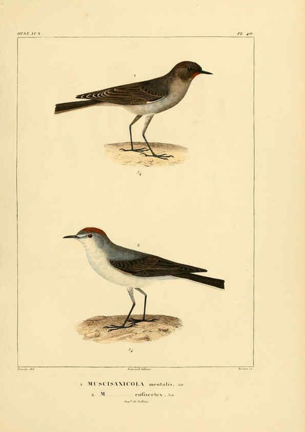 Reproducción/Reproduction 6303190102: Voyage dans l'Amérique Méridionale. v.9. Paris :Pitois-Levrault,1835-47