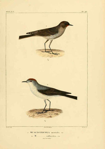 Reproducción/Reproduction 6303190102: Voyage dans l'Amérique Méridionale. v.9. Paris :Pitois-Levrault,1835-47
