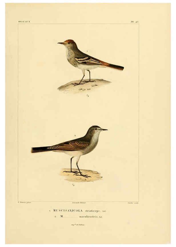 Reproducción/Reproduction 6303190330: Voyage dans l'Amérique Méridionale. v.9. Paris :Pitois-Levrault,1835-47