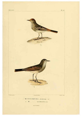 Reproducción/Reproduction 6303190330: Voyage dans l'Amérique Méridionale. v.9. Paris :Pitois-Levrault,1835-47