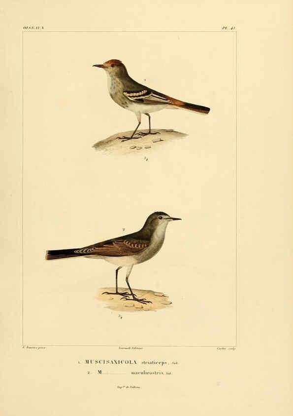 Reproducción/Reproduction 6303190330: Voyage dans l'Amérique Méridionale. v.9. Paris :Pitois-Levrault,1835-47