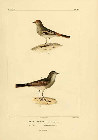 Reproducción/Reproduction 6303190330: Voyage dans l'Amérique Méridionale. v.9. Paris :Pitois-Levrault,1835-47