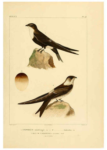 Reproducción/Reproduction 6303190630: Voyage dans l'Amérique Méridionale. v.9. Paris :Pitois-Levrault,1835-47