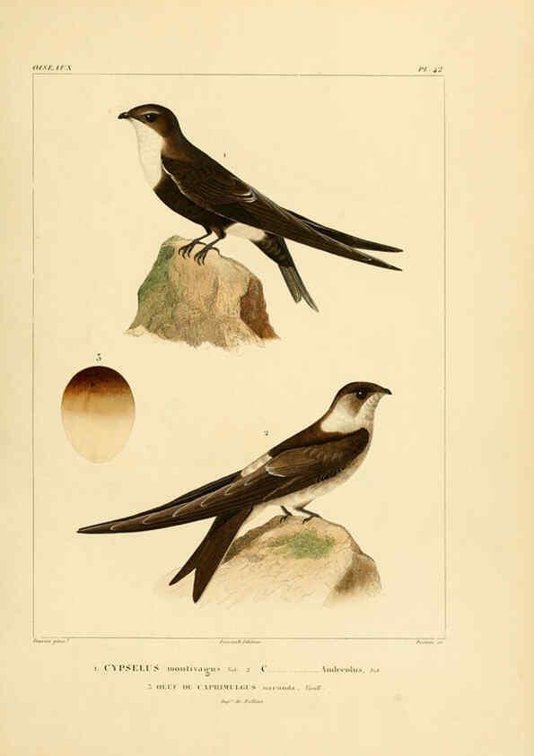 Reproducción/Reproduction 6303190630: Voyage dans l'Amérique Méridionale. v.9. Paris :Pitois-Levrault,1835-47