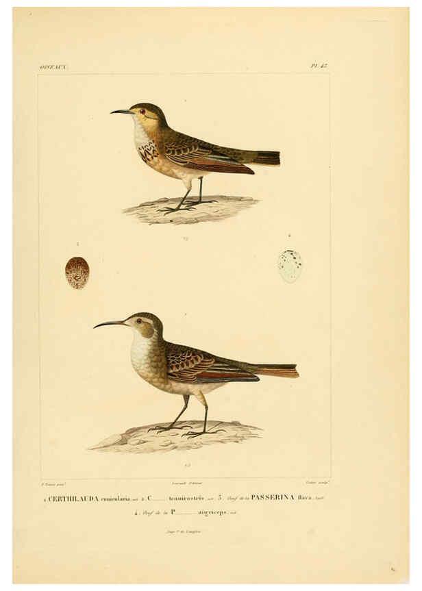 Reproducción/Reproduction 6302665621: Voyage dans l'Amérique Méridionale. v.9. Paris :Pitois-Levrault,1835-47