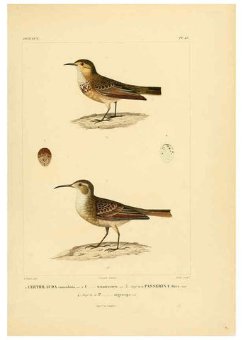 Reproducción/Reproduction 6302665621: Voyage dans l'Amérique Méridionale. v.9. Paris :Pitois-Levrault,1835-47