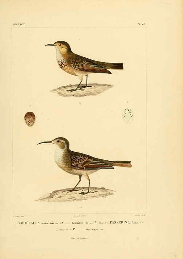 Reproducción/Reproduction 6302665621: Voyage dans l'Amérique Méridionale. v.9. Paris :Pitois-Levrault,1835-47