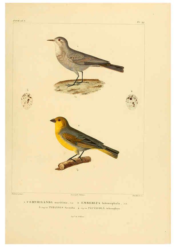 Reproducción/Reproduction 6302665977: Voyage dans l'Amérique Méridionale. v.9. Paris :Pitois-Levrault,1835-47