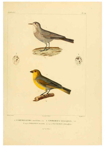 Reproducción/Reproduction 6302665977: Voyage dans l'Amérique Méridionale. v.9. Paris :Pitois-Levrault,1835-47