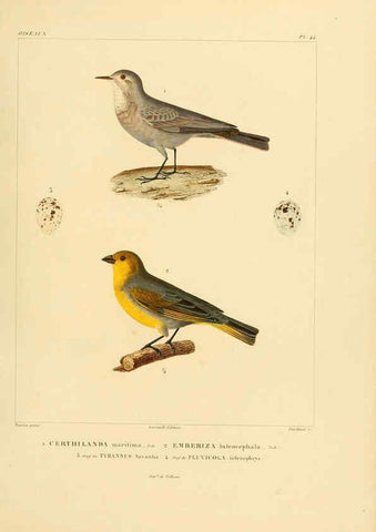 Reproducción/Reproduction 6302665977: Voyage dans l'Amérique Méridionale. v.9. Paris :Pitois-Levrault,1835-47