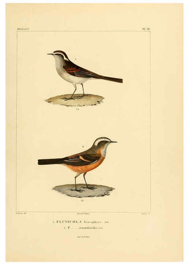 Reproducción/Reproduction 6303189564: Voyage dans l'Amérique Méridionale. v.9. Paris :Pitois-Levrault,1835-47