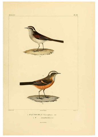 Reproducción/Reproduction 6303189564: Voyage dans l'Amérique Méridionale. v.9. Paris :Pitois-Levrault,1835-47