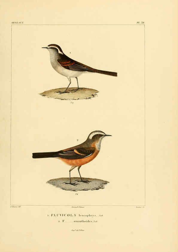 Reproducción/Reproduction 6303189564: Voyage dans l'Amérique Méridionale. v.9. Paris :Pitois-Levrault,1835-47