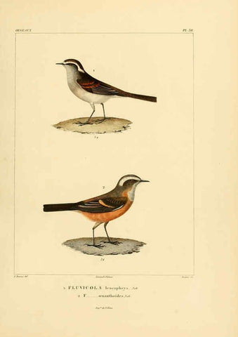 Reproducción/Reproduction 6303189564: Voyage dans l'Amérique Méridionale. v.9. Paris :Pitois-Levrault,1835-47