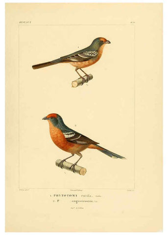 Reproducción/Reproduction 6303186698: Voyage dans l'Amérique Méridionale. v.9. Paris :Pitois-Levrault,1835-47