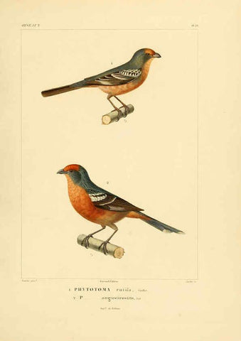 Reproducción/Reproduction 6303186698: Voyage dans l'Amérique Méridionale. v.9. Paris :Pitois-Levrault,1835-47