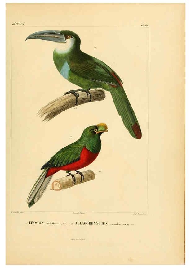 Reproducción/Reproduction 6303197768: Voyage dans l'Amérique Méridionale. v.9. Paris :Pitois-Levrault,1835-47