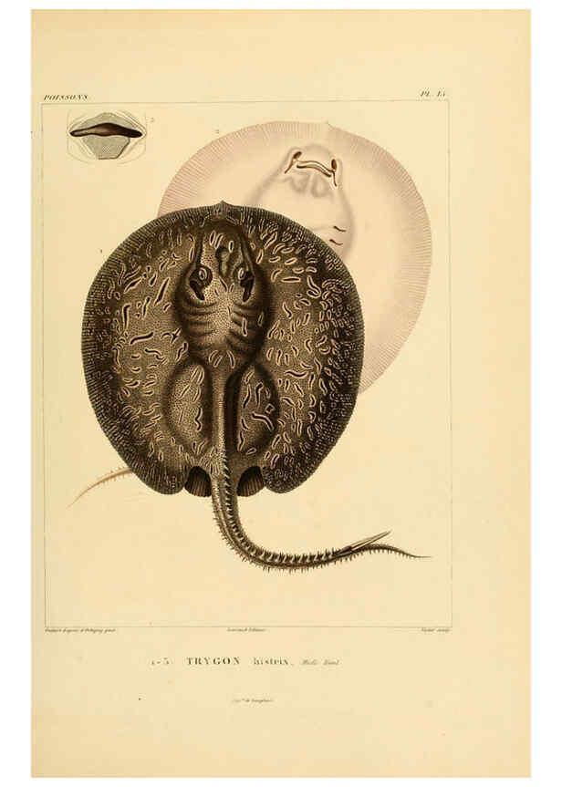 Reproducción/Reproduction 6303205092: Voyage dans l'Amérique Méridionale. v.9. Paris :Pitois-Levrault,1835-47