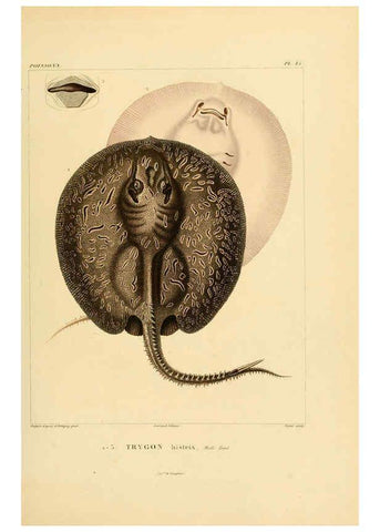 Reproducción/Reproduction 6303205092: Voyage dans l'Amérique Méridionale. v.9. Paris :Pitois-Levrault,1835-47