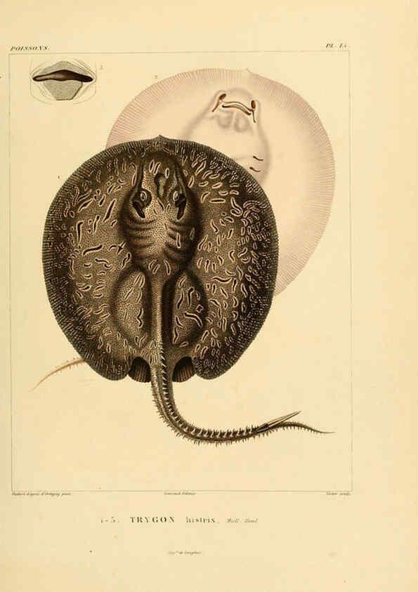 Reproducción/Reproduction 6303205092: Voyage dans l'Amérique Méridionale. v.9. Paris :Pitois-Levrault,1835-47