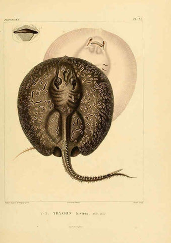 Reproducción/Reproduction 6303205092: Voyage dans l'Amérique Méridionale. v.9. Paris :Pitois-Levrault,1835-47
