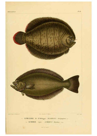 Reproducción/Reproduction 6302680125: Voyage dans l'Amérique Méridionale. v.9. Paris :Pitois-Levrault,1835-47