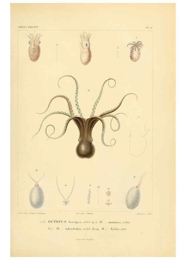 Reproducción/Reproduction 6302680495: Voyage dans l'Amérique Méridionale. v.9. Paris :Pitois-Levrault,1835-47