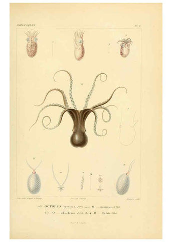 Reproducción/Reproduction 6302680495: Voyage dans l'Amérique Méridionale. v.9. Paris :Pitois-Levrault,1835-47