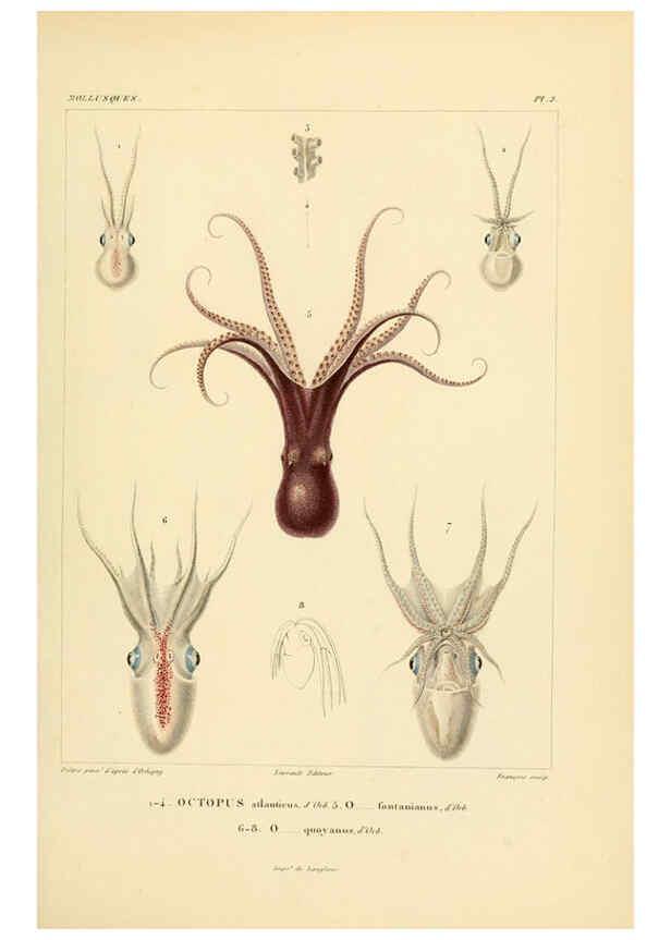 Reproducción/Reproduction 6302680869: Voyage dans l'Amérique Méridionale. v.9. Paris :Pitois-Levrault,1835-47