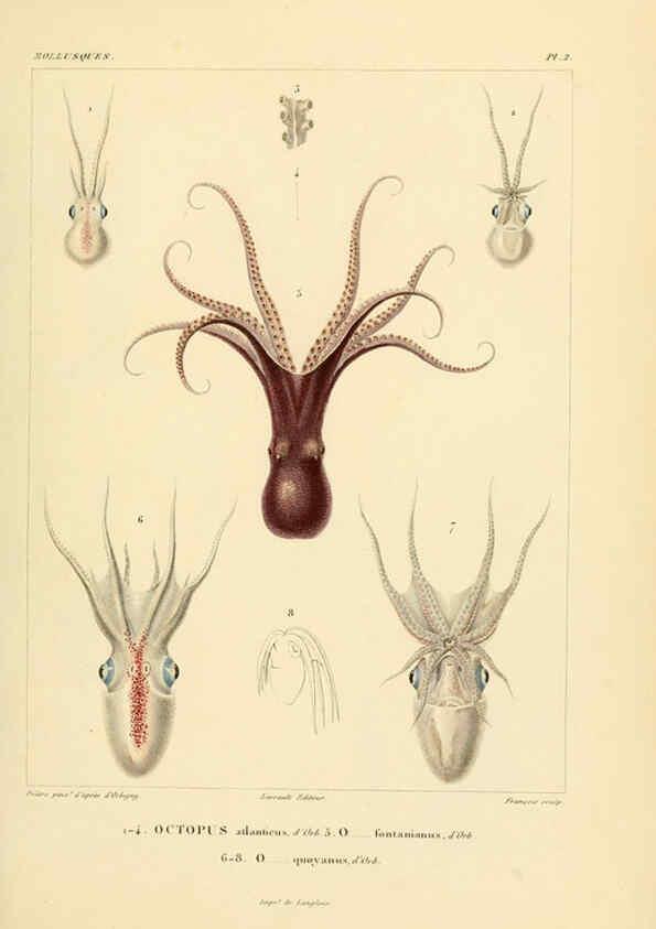 Reproducción/Reproduction 6302680869: Voyage dans l'Amérique Méridionale. v.9. Paris :Pitois-Levrault,1835-47