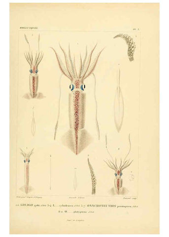 Reproducción/Reproduction 6303206426: Voyage dans l'Amérique Méridionale. v.9. Paris :Pitois-Levrault,1835-47