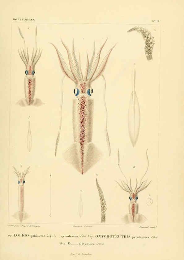 Reproducción/Reproduction 6303206426: Voyage dans l'Amérique Méridionale. v.9. Paris :Pitois-Levrault,1835-47