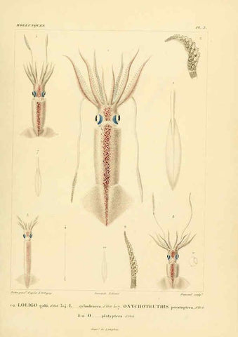 Reproducción/Reproduction 6303206426: Voyage dans l'Amérique Méridionale. v.9. Paris :Pitois-Levrault,1835-47