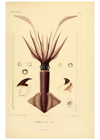 Reproducción/Reproduction 6302681695: Voyage dans l'Amérique Méridionale. v.9. Paris :Pitois-Levrault,1835-47