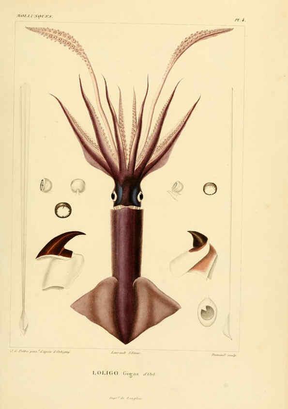 Reproducción/Reproduction 6302681695: Voyage dans l'Amérique Méridionale. v.9. Paris :Pitois-Levrault,1835-47