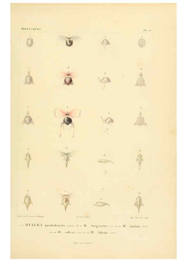 Reproducción/Reproduction 6303207562: Voyage dans l'Amérique Méridionale. v.9. Paris :Pitois-Levrault,1835-47