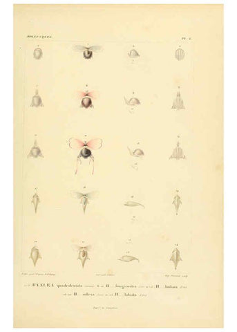 Reproducción/Reproduction 6303207562: Voyage dans l'Amérique Méridionale. v.9. Paris :Pitois-Levrault,1835-47