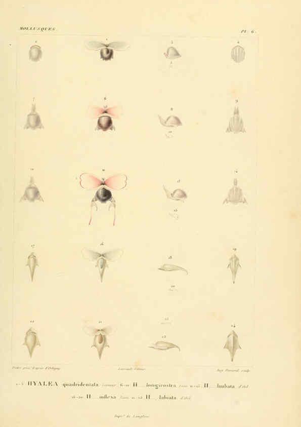 Reproducción/Reproduction 6303207562: Voyage dans l'Amérique Méridionale. v.9. Paris :Pitois-Levrault,1835-47