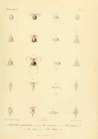 Reproducción/Reproduction 6303207562: Voyage dans l'Amérique Méridionale. v.9. Paris :Pitois-Levrault,1835-47