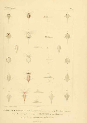 Reproducción/Reproduction 6303207936: Voyage dans l'Amérique Méridionale. v.9. Paris :Pitois-Levrault,1835-47