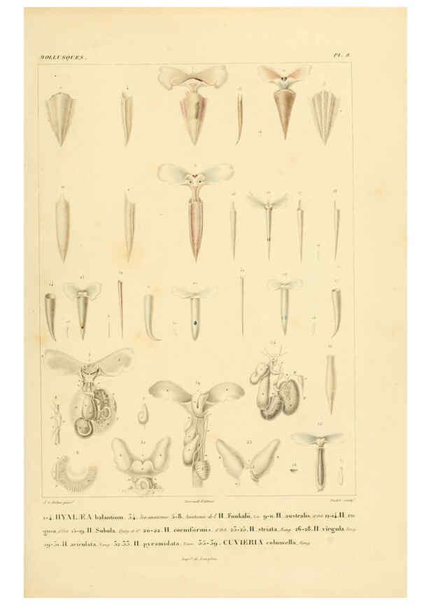 Reproducción/Reproduction 6302683073: Voyage dans l'Amérique Méridionale. v.9. Paris :Pitois-Levrault,1835-47