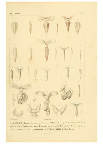 Reproducción/Reproduction 6302683073: Voyage dans l'Amérique Méridionale. v.9. Paris :Pitois-Levrault,1835-47