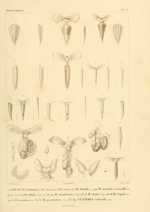 Reproducción/Reproduction 6302683073: Voyage dans l'Amérique Méridionale. v.9. Paris :Pitois-Levrault,1835-47