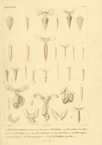 Reproducción/Reproduction 6302683073: Voyage dans l'Amérique Méridionale. v.9. Paris :Pitois-Levrault,1835-47