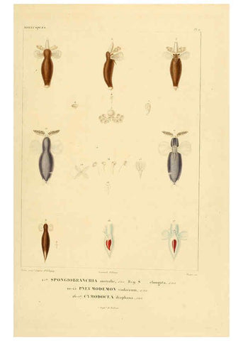 Reproducción/Reproduction 6303208340: Voyage dans l'Amérique Méridionale. v.9. Paris :Pitois-Levrault,1835-47