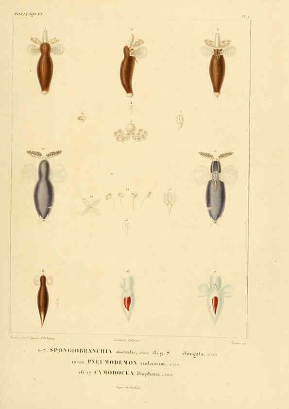 Reproducción/Reproduction 6303208340: Voyage dans l'Amérique Méridionale. v.9. Paris :Pitois-Levrault,1835-47